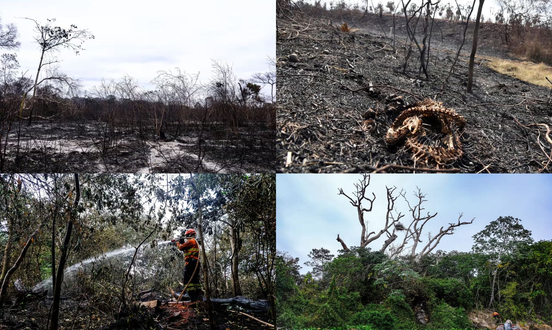 Massive Wildfires Ravage Pantanal Wetlands In 2024