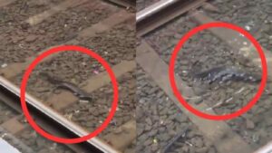 Watch: Fish Spotted On Mumbai Local Train Tracks Amid Waterlogging