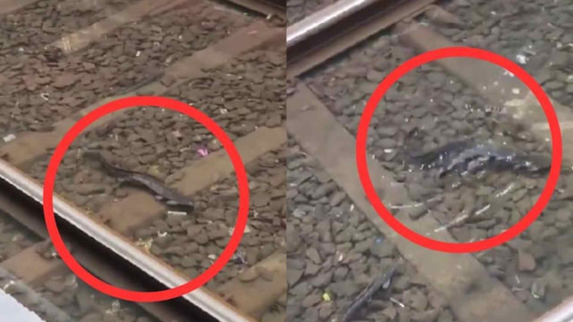 Watch: Fish Spotted On Mumbai Local Train Tracks Amid Waterlogging