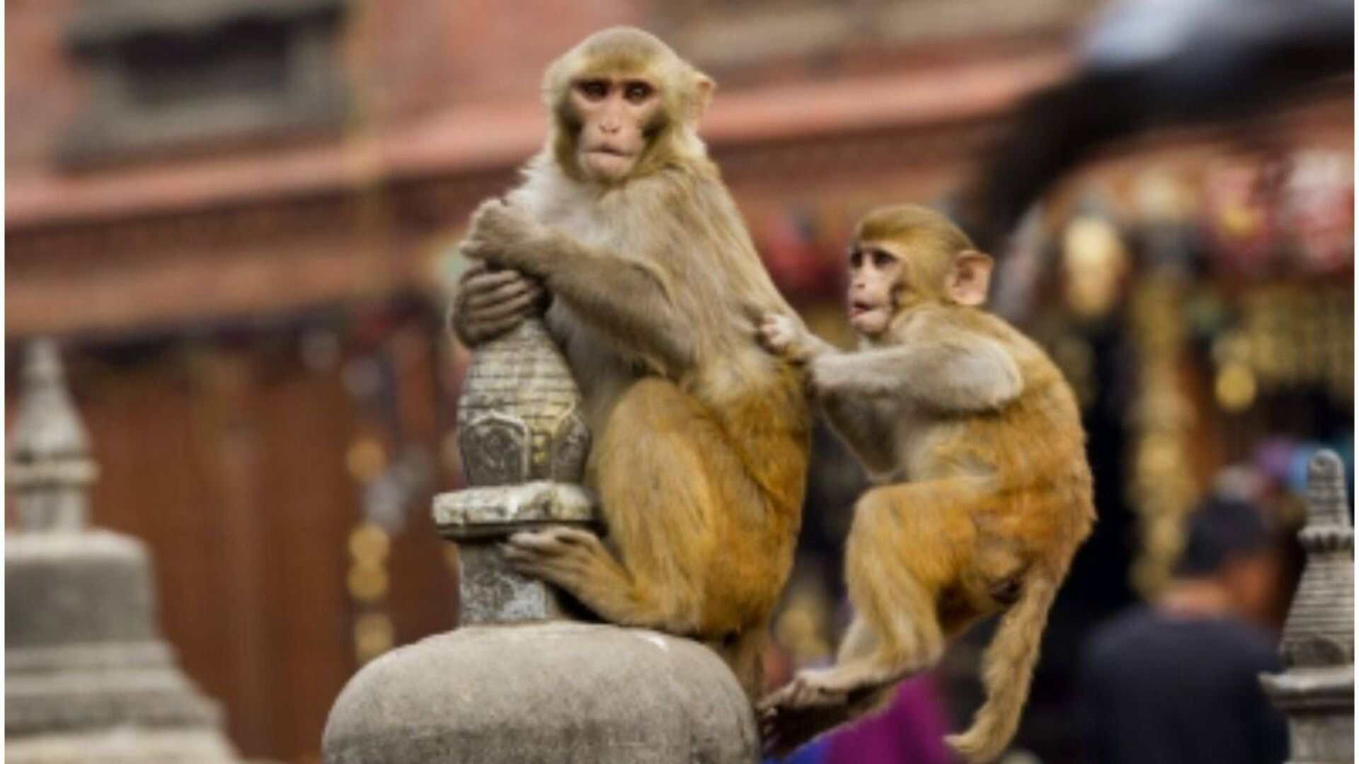 Himachal Pradesh: Monkey Picks Up 4-Month-Old Baby, Drops Child Shortly After