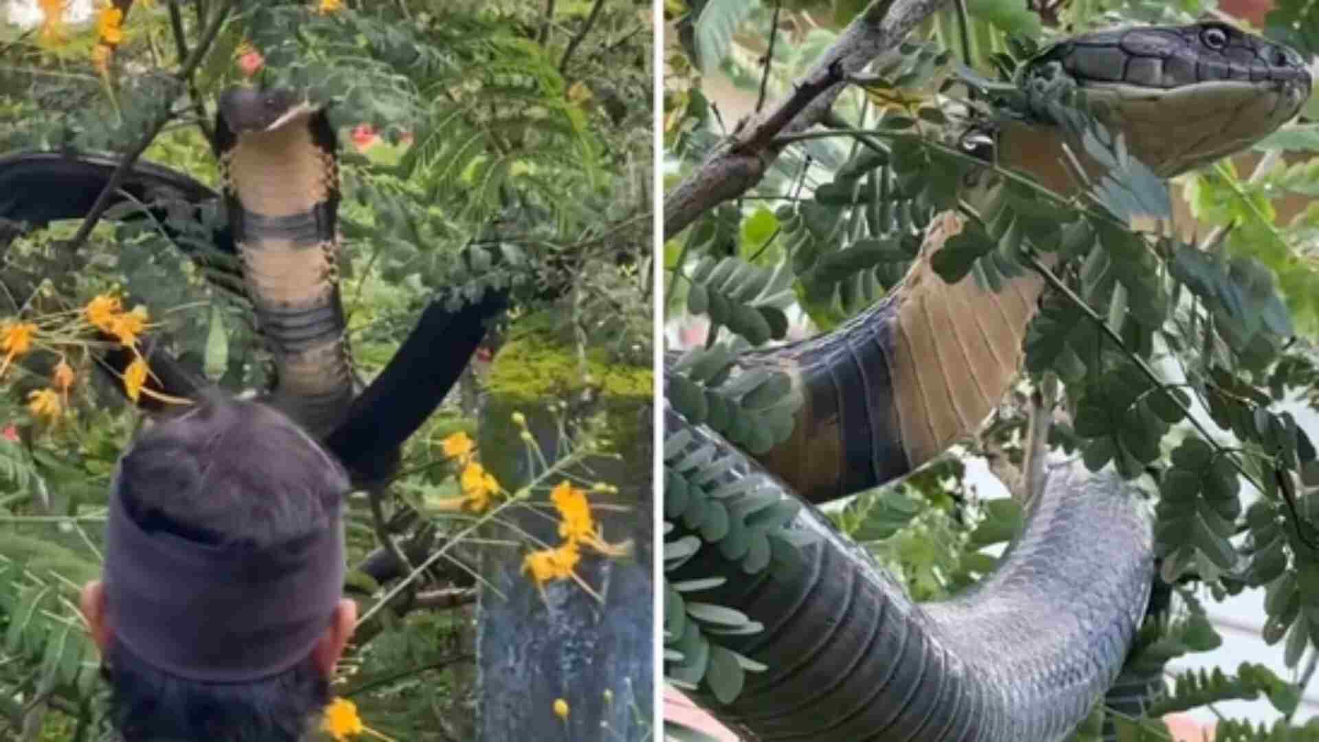 Watch: Karnataka Family Finds 12-Foot King Cobra In Garden