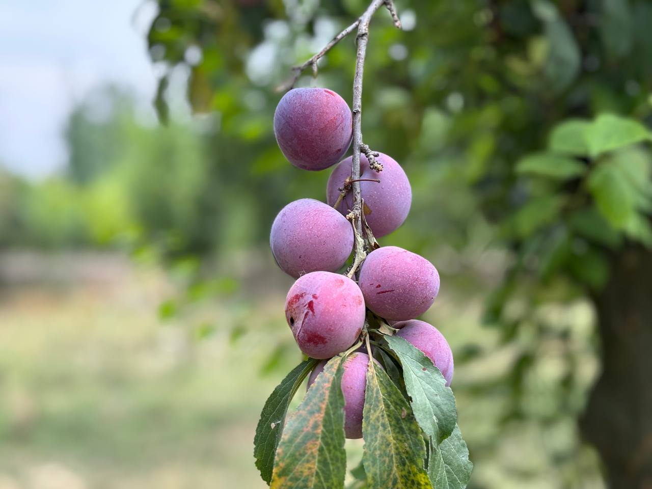 Local Orchards Bustling With Plum Harvest: A Testament To Hard Work And Dedication
