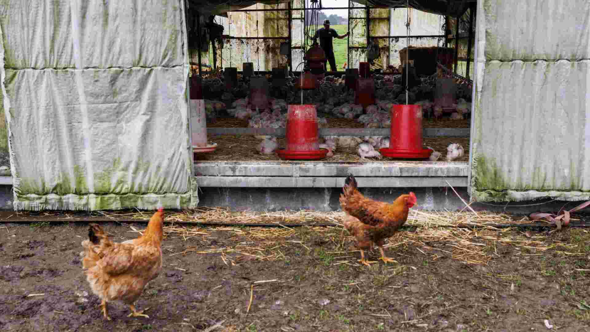 Michigan Farmers Resist Bird Flu Rules Leading To Concerns