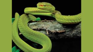 Salazar Pit Viper, the ‘Harry Potter Snake,’ Discovered in Assam’s Kaziranga