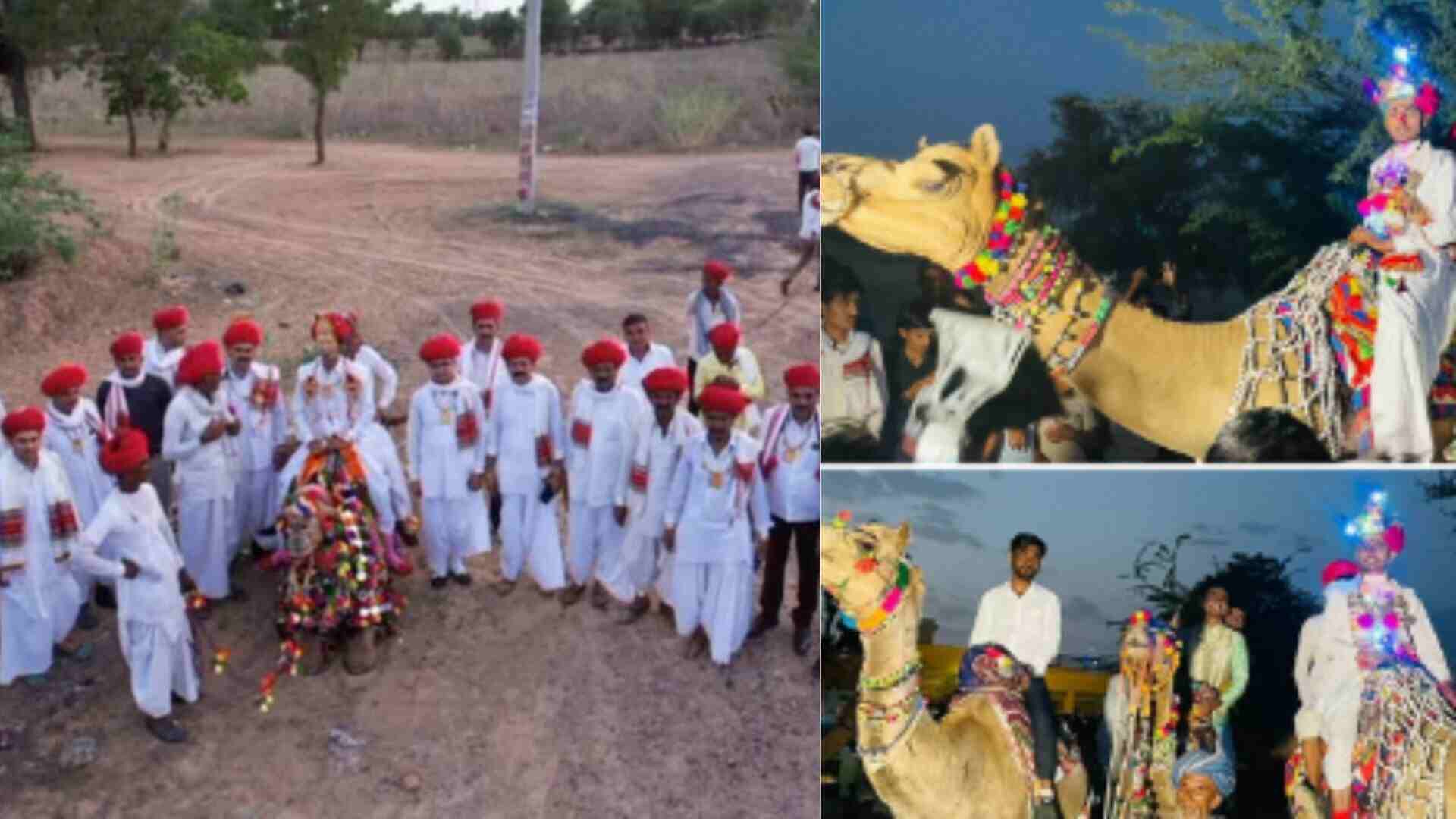 Jalore’s Camel Cart Wedding: A Captivating Blend Of Heritage And Celebration