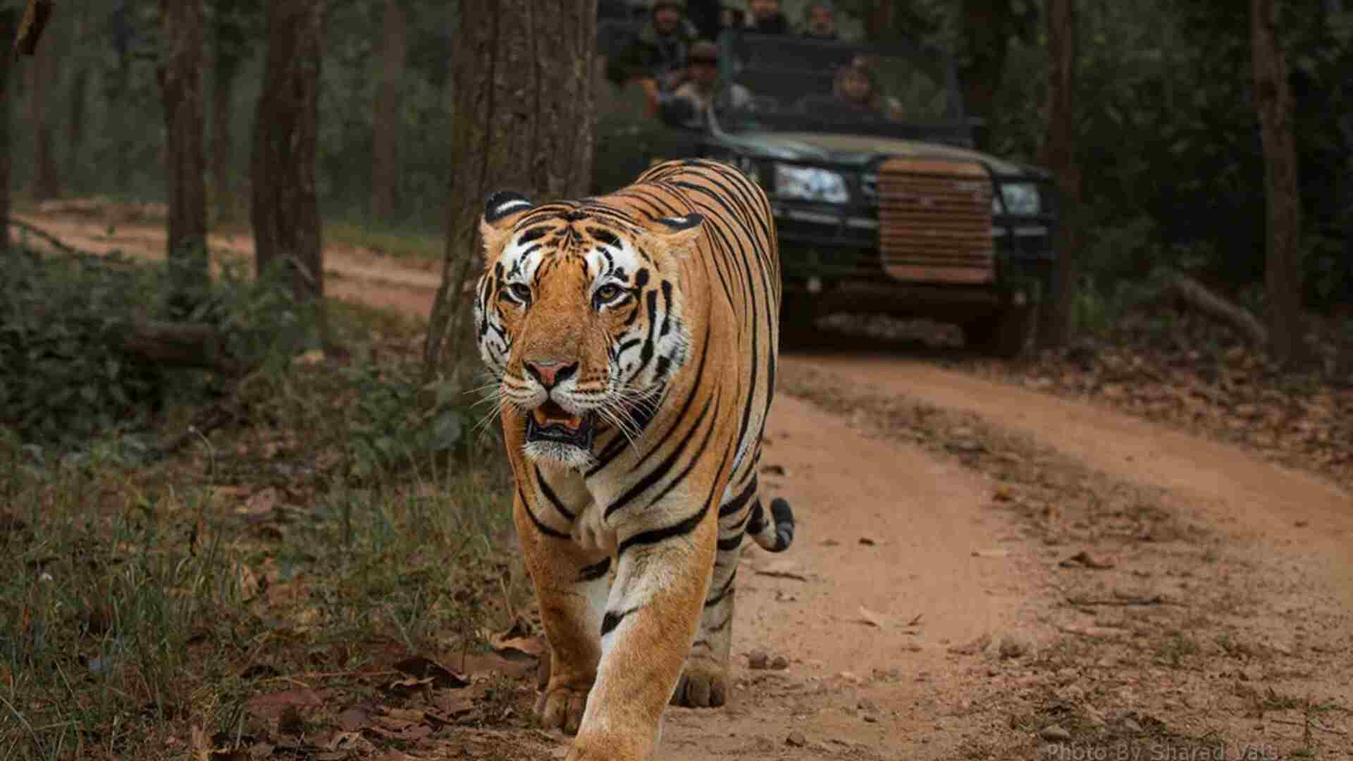 International Tiger Day: A Guide To India’s Top Tiger Reserves