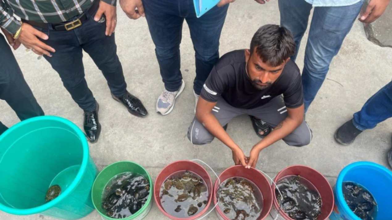 Ghaziabad Man Arrested for Smuggling 100 Baby Turtles In Delhi