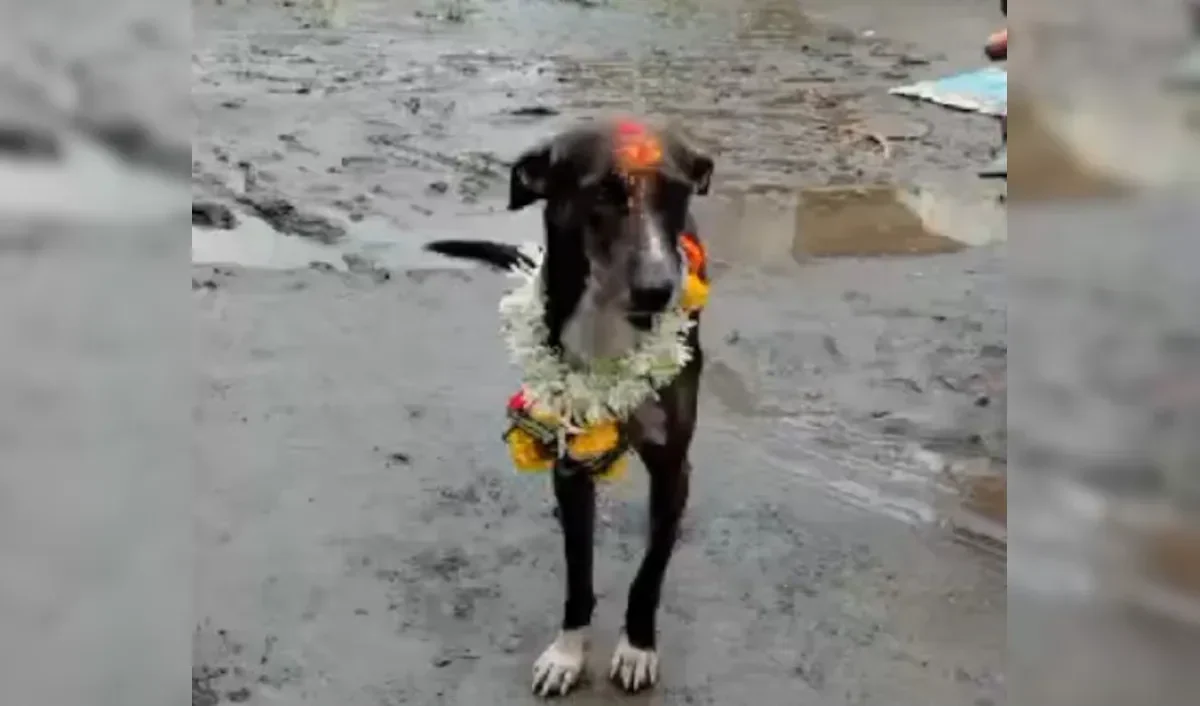 'Miracles Do Happen' Proved True: Lost Dog Returns Home After Traveling for 250 Kms Alone