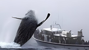 Watch: Whale Throws People Into Ocean And Overturns The Boat