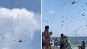 Rhode Island Beach Faces Dragonfly Apocalypse