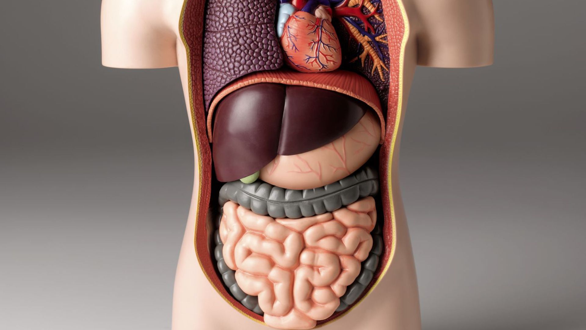 How Gut Health Affects Your Overall Health | See Here