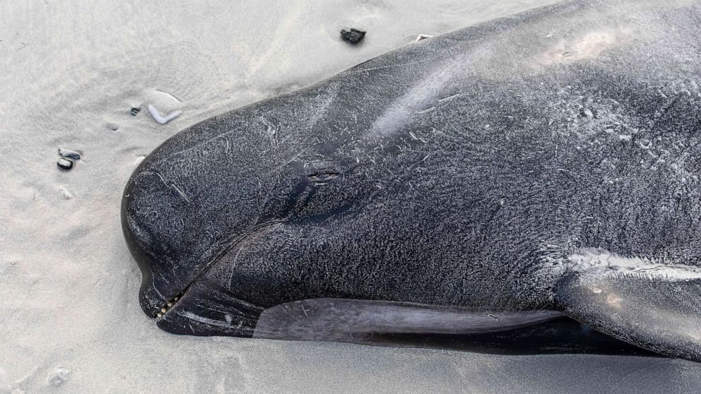 Rare Whale Found on New Zealand Beach Could Reveal Species’ Secrets