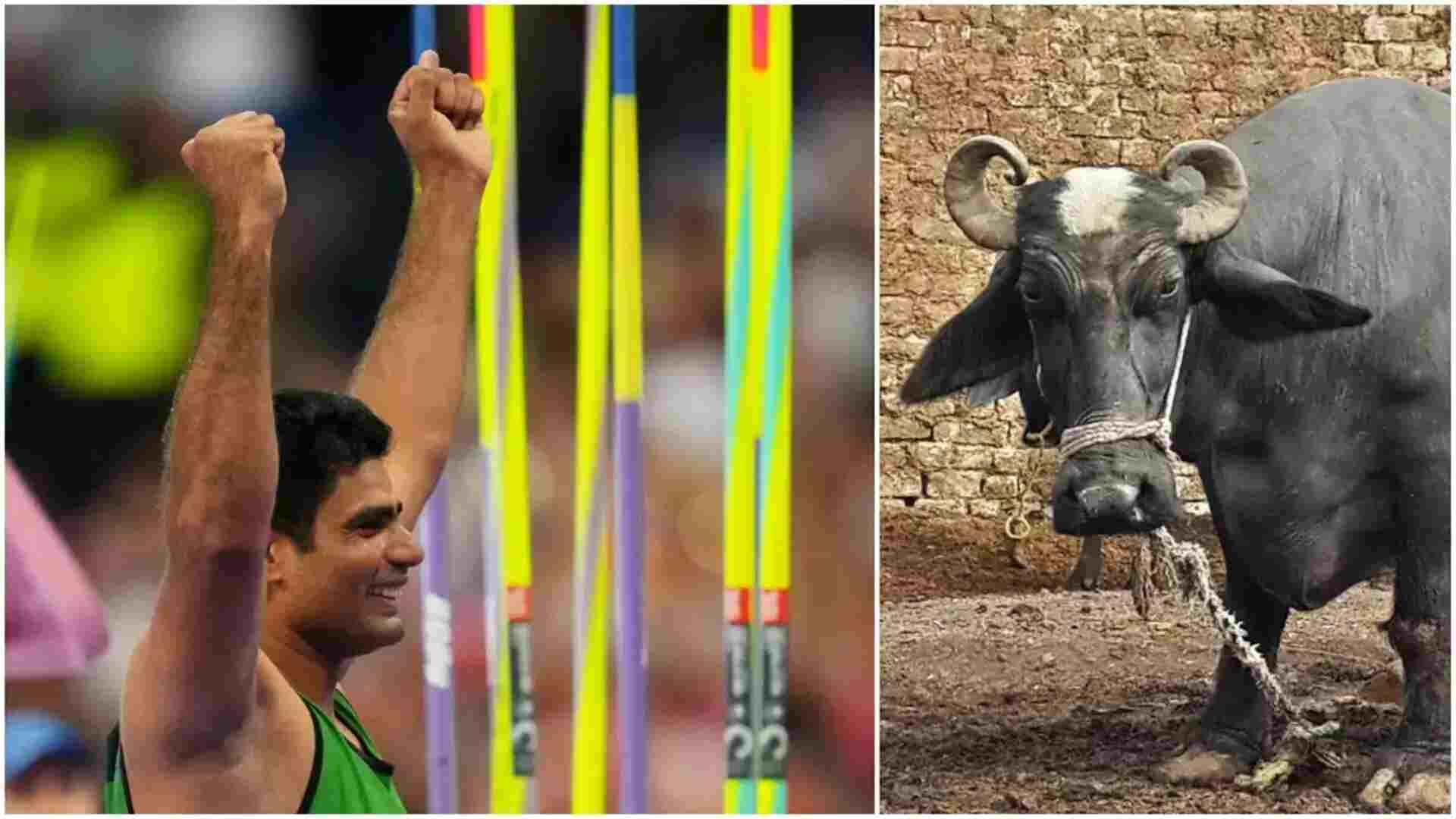 Olympic Hero Arshad Nadeem Gifted Buffalo By Father-In-Law: The Tradition Behind It