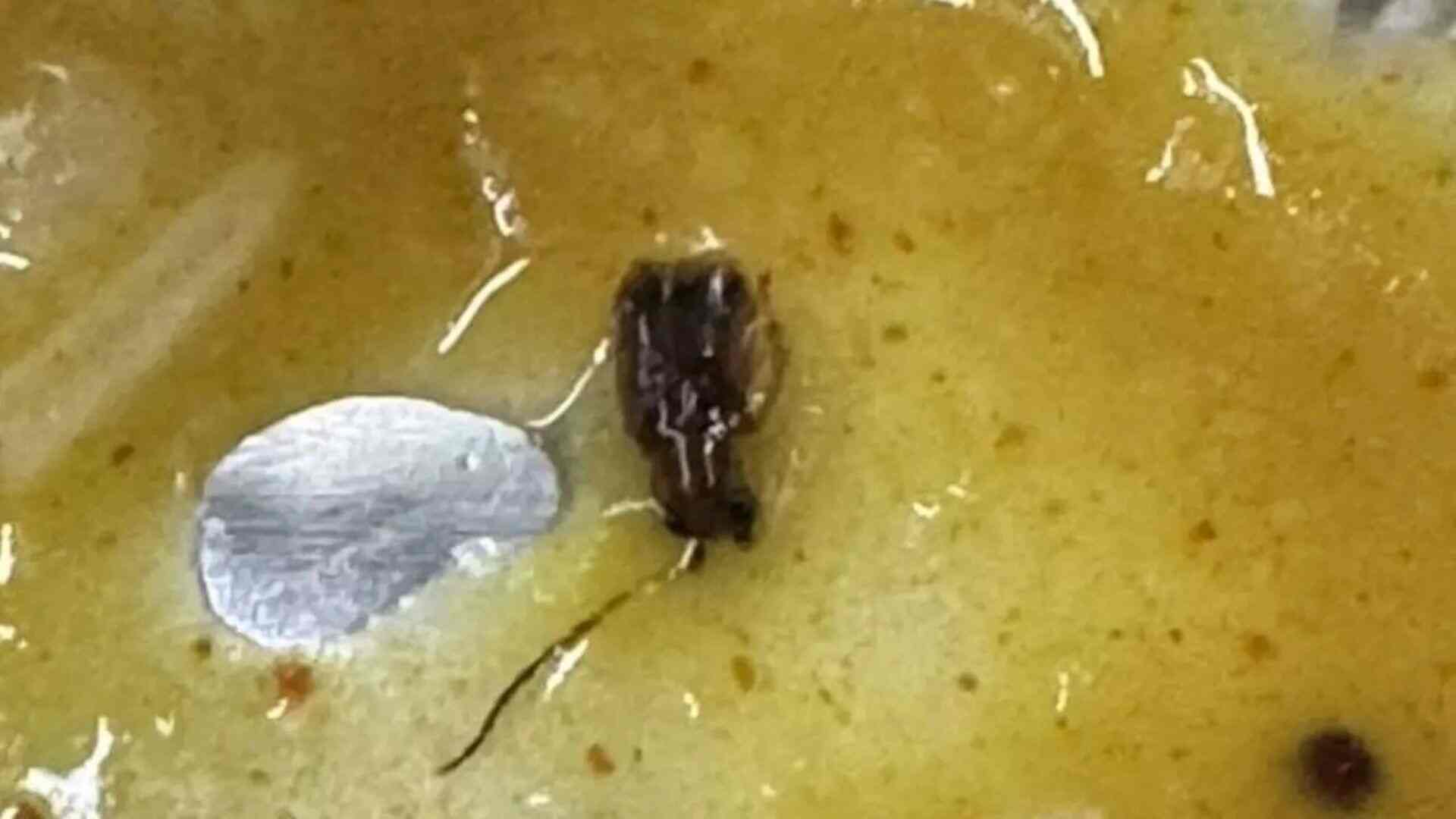 Cockroach in Vande Bharat Meal