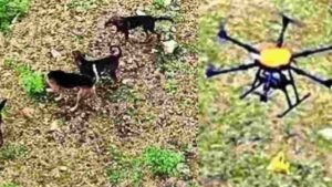 Drones Deliver Biryani To Dogs Stranded Near Mettur Dam In Tamil Nadu