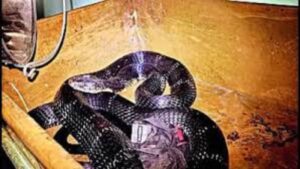 Watch: Fearless Pit Bull Battles King Cobra To Save Kids In Jhansi