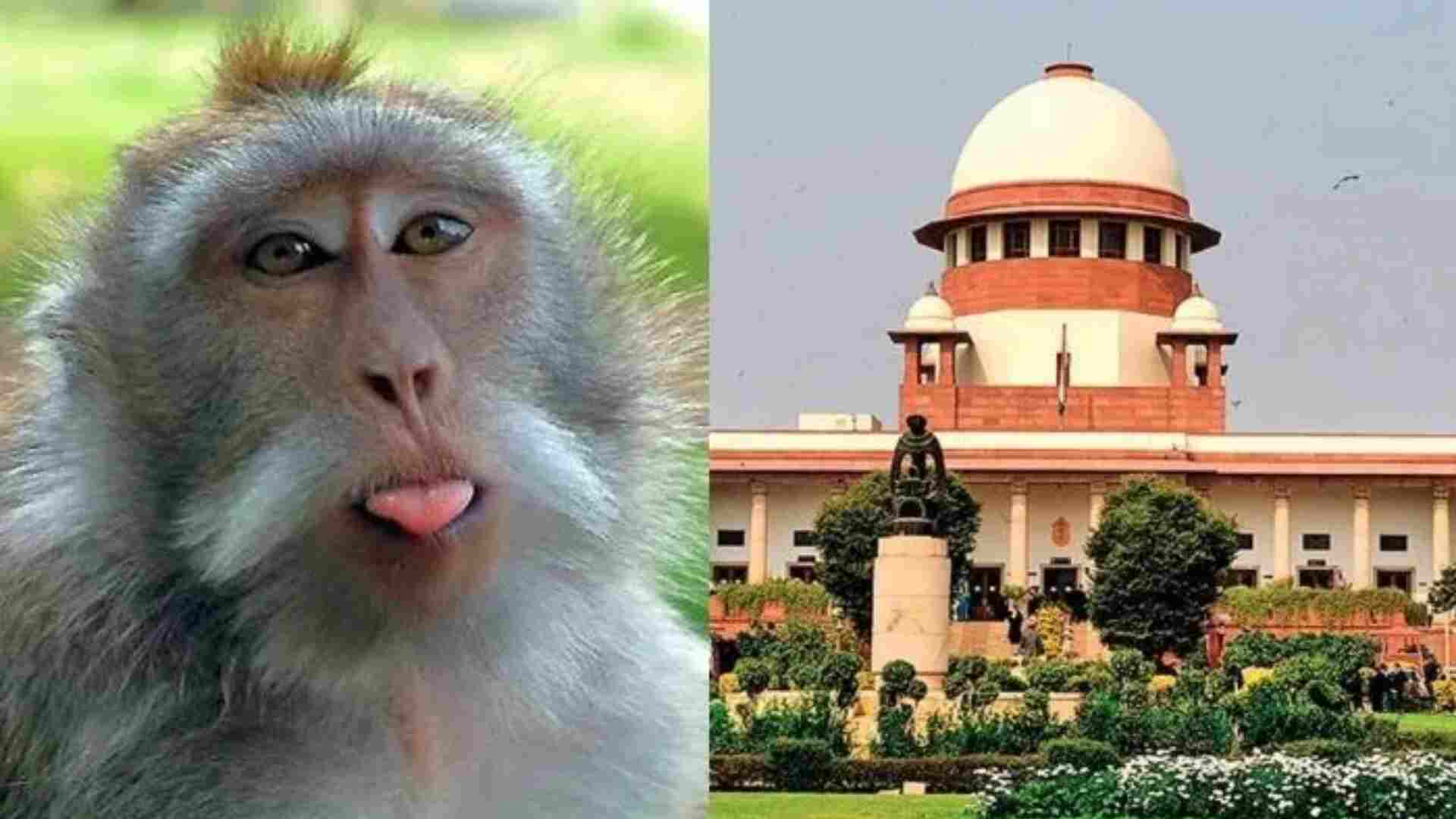 Lawyer Injured By Monkeys Attack At Supreme Court, No First Aid Available