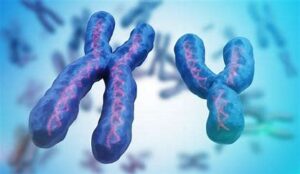 Y Chromosome At Risk Of Extinction: What It Means For Human Future