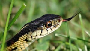 Watch: One Year Old In Bihar Kills Snake With Bite, Shocking Doctors