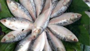 The Pros And Cons Of Eating Hilsa Fish: What To Know