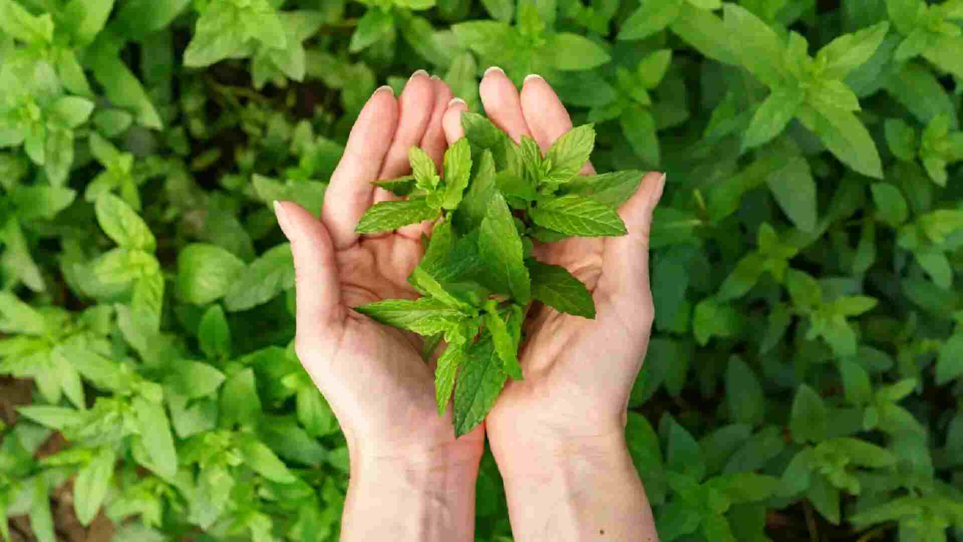 Why You Should Eat ‘Tulsi Leaves’ On An Empty Stomach Daily?