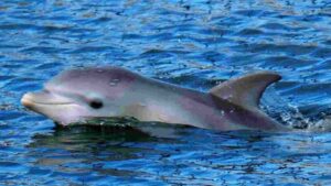 Elderly Man Speaks Out About Unusual 9-Month Relationship With Dolphin