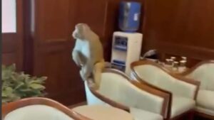 Monkey Sitting On Chair & Relaxing Inside MPs’ Lobby In Parliament | Watch