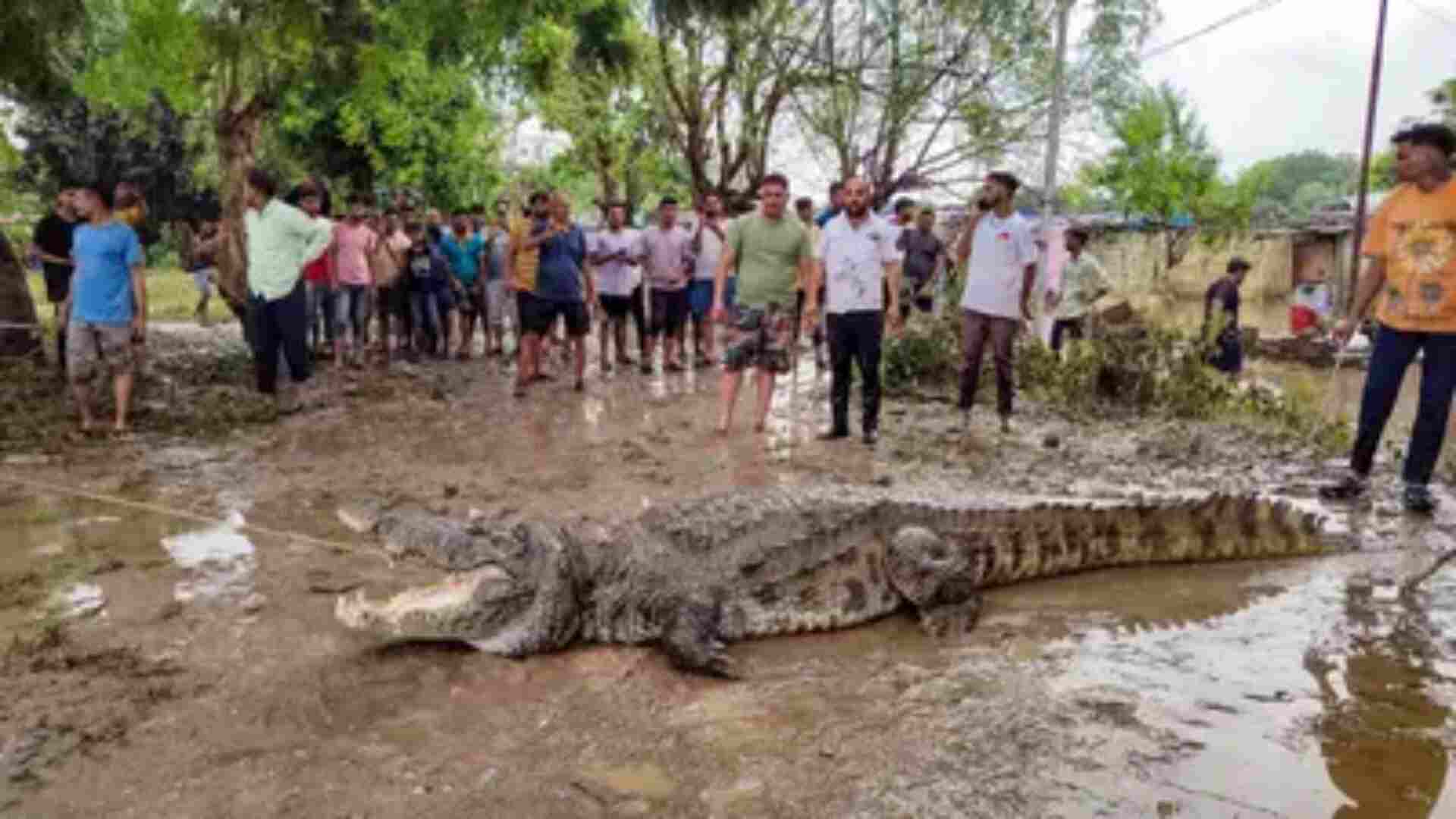 Vadodara Floods: Crocodiles Roam Streets After Heavy Gujarat Rains- Watch