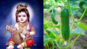 Janmashtami 2024: What Does the ‘Cucumber’ Signify On The Festival?