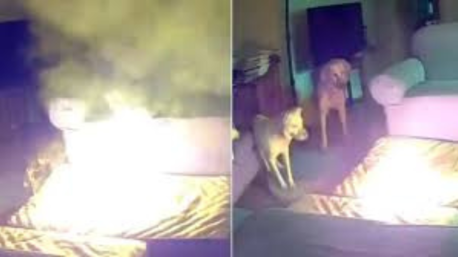 Watch: Dog Set House On Fire After By Chewing Lithium-Ion Battery In US