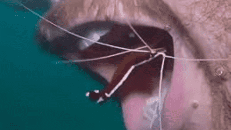 Little Fish Clean Scuba Diver's Teeth