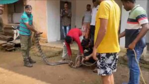 Odisha: Massive 11-Foot King Cobra Rescued From Home After Pursuing Monitor Lizard