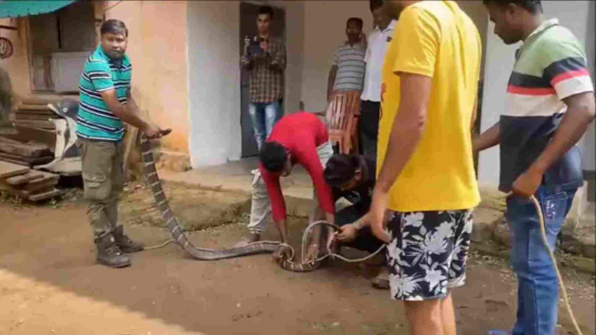 11-Foot King Cobra Rescued