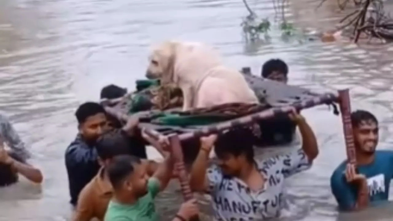 Watch: Locals Rescue Stranded Dog Amid Vadodara Floods, Earn Praise Online