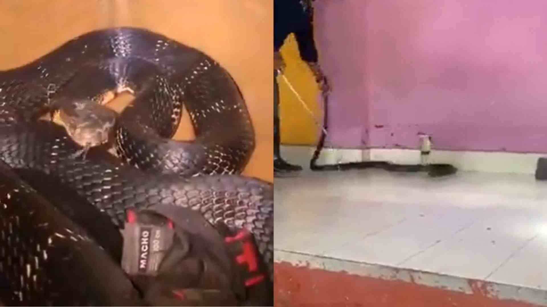 Watch: Karnataka Family Panics After Discovering 9-Foot King Cobra In Their Home