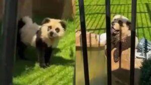 Chinese Zoo Paints Chow Chow Dogs To Look Like Pandas – Watch the Viral Clip