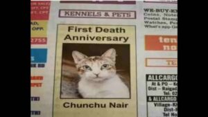 Who Was ‘Chunchu Nair-The Cat’? Why Her Obituary Go Viral Annually?