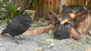 This Crow Fell From 100 Feet Tree, Only To Be Raised By A Human And Her German Shepherd