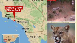 Father Rescues 5-Year-Old From Mountain Lion Attack In US