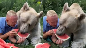 Russian Man Goes Viral for Feeding Watermelon to Giant Bear