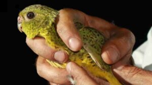 Indigenous Rangers Discover Surprising Population of One of Australia’s Rarest Birds