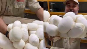 Python Eggs or Bread Loaf? Viral Video Sparks Confusion | Watch