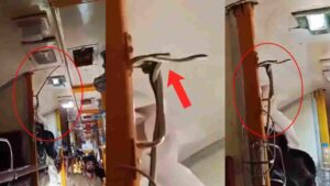 Snake Hangs from Upper Berth on Mumbai-Bound Garib Rath Express | Video Goes Viral