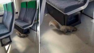 Squirrels Cause UK Train Cancellation After Refusing To Leave