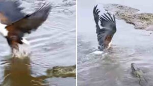 Watch: Eagle Steals Prey, Crocodile Reclaims It in Wild Chase