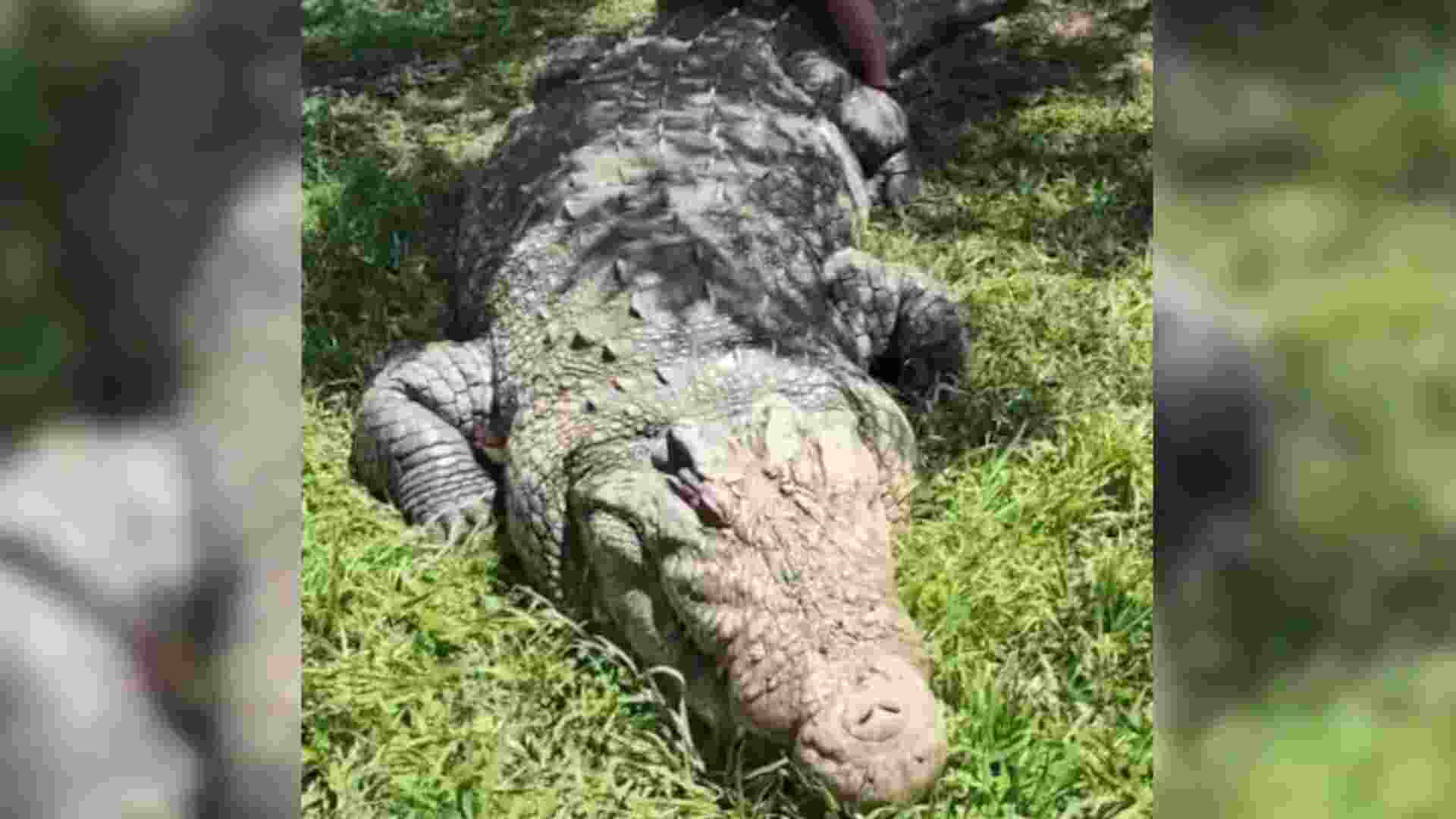 Henry, World’s Oldest Crocodile