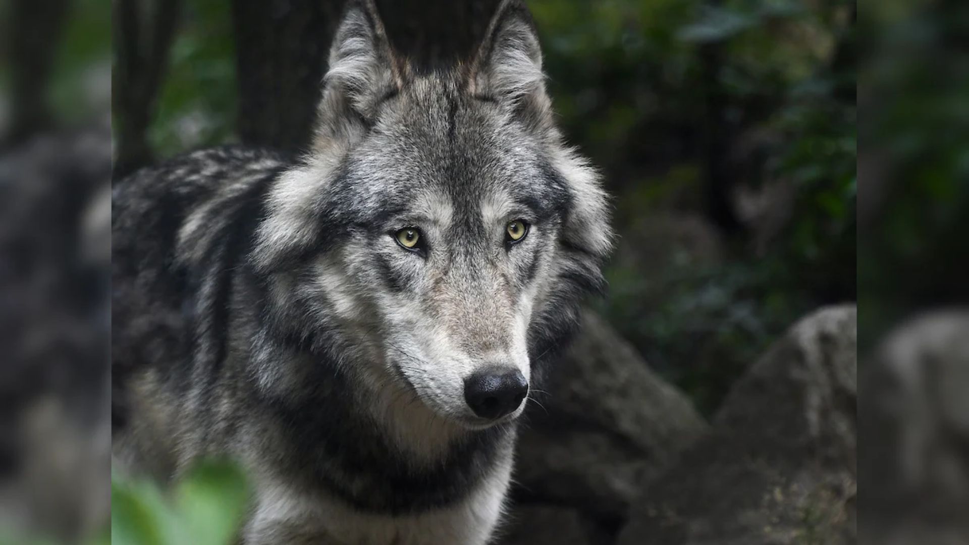 50-Year-Old Woman Severely Injured in Wolf Attack in Bahraich; Search for ‘Killer’ Wolf Continues