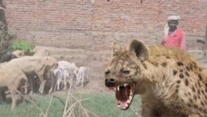 Hyena Attack in Hamirpur: 26 Sheep Killed, 10 Lambs Missing