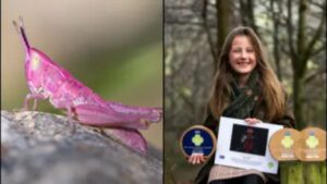 8-Year-Old UK Photographer Captures Stunning Image of Rare Pink Grasshopper