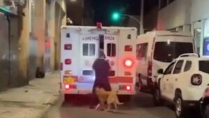 Watch: Dog Chases Ambulance to Stay by Owner’s Side